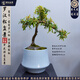 潮裕盆景迎客松羅漢松盆景客廳陽臺造型綠植物造型高端盆景居家擺放好養(yǎng)護 羅漢松盆景16
