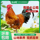 浪閣鮮散養(yǎng)土公雞3.5斤 走地雞土雞大公雞新鮮現(xiàn)殺整只雞肉生鮮源頭直發(fā)
