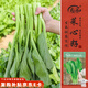 壽禾 四九甜菜心種子苗盆栽蔬菜種籽 濰豐廣東四九菜心種子25g約8千粒