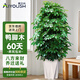 愛優(yōu)尚八方來財(cái)鴨腳木客廳大型綠植盆栽室內(nèi)吸甲醛喬遷發(fā)財(cái)樹源頭直發(fā)
