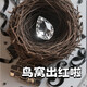 三角洲行動周邊非洲之心大紅1:1水晶模型典藏級收藏禮盒裝禮物 非洲之心+鳥窩