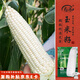 壽禾 白甜糯玉米種子苗超糯春季蔬菜種籽 濰育密甜糯1號(hào)玉米種子150g 