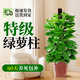 卉優(yōu)大葉綠蘿柱室內大盆栽植物客廳大型綠植辦公室除甲醛凈化空氣易活 特級大葉綠蘿柱1.2-1.3米【基地原盆】