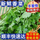 山東新鮮香菜露天農(nóng)家自種小香菜火鍋調(diào)味蔬菜整箱批發(fā)順豐包郵 香菜半斤試吃不劃算】