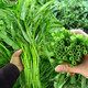 播種心情 家庭種植蔬菜種子孑籽大全四季播種陽(yáng)臺盆栽農家庭院小菜園有機 空心菜種子2包