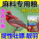 麻料鳥專用糧朱雀鳥食飼料玉鳥金絲雀文鳥混合營(yíng)養(yǎng)通用提性大唱料 500g 1袋 麻料鳥專用糧