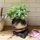 奇趣發(fā)財樹小盆栽室內(nèi)茶桌辦公室桌面好養(yǎng)植物綠植擺件四季常綠 奇趣發(fā)財樹+祥云盆+方形底座
