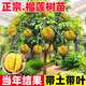 正宗苗貓山王金枕頭黑刺榴蓮苗嫁接苗改良耐寒抗寒品種南北方種植 改良 抗寒 嫁接【3年苗】品種備注 正宗榴蓮苗(保真)