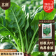北蔬 菠菜種子大葉紅根秋冬耐寒四季蔬菜種籽 紅根大葉菠菜種子50g