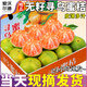 沐小七果蔬尋烏蜜桔【多地次日達(dá)】青皮蜜橘子薄皮無核新鮮水果中秋送禮盒裝 9A級(jí)巨無霸果王【爆甜】單果60mm+ 10斤裝【家庭暢吃-蕞劃算】