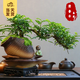 開時果 黑骨茶小葉紫檀盆栽 中式禪意盆景桌面觀景老樁胡椒木樹苗綠植 飄枝清香胡椒木+祥云聚財罐+底座