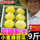 黃六爺山東小蜜蜂甜瓜5斤新鮮水果頭茬蜜罐蜜瓜香瓜星甜20網(wǎng)紅甜瓜現(xiàn)摘 【5斤大果】約5~8個丨新鮮超甜