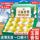 京地達(dá)梨子山東玉露香梨新鮮水果禮盒送禮凈重5斤單果380g+源頭直發(fā)包郵
