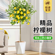 花行榜大型綠植物客廳室內盆栽花卉帶果檸檬樹(shù)1.4-1.6m菱形盆源頭直發(fā)