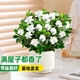 京云夢梔子花盆栽桌面水培植物花卉盆景陽光好養(yǎng)奶油豎紋盆源頭直發(fā)