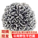 滇味十足（DIANWEISHIZU）野生干巴菌 云南新鮮名貴珍稀菌菇 山珍煲湯食材營養(yǎng)美味野生菌 1斤【順豐空運(yùn)】