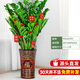 花翁大型綠植物客廳室內盆栽花卉金錢(qián)樹(shù)0.9-1m[福字高款瓷盆]源頭直發(fā)