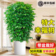 靜黛軒幸福樹(shù)客廳綠植高級感盆栽大型植物除甲醛室內好養高端大氣上檔次 幸福樹(shù)-60-80cm高（福字盆）