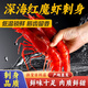 昕品方紅魔蝦鮮活超大刺身甜蝦 水產(chǎn)非西班牙進(jìn)口海鰲蝦牡丹蝦 500g 0g(凈重)  13-14cm[20-30只新貨紅魔蝦]