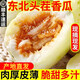 正宗東北香瓜【順豐速運】水果大地香瓜蜜瓜脆瓜白糖罐新鮮現(xiàn)摘 5斤 【中大果】 (精選凈重)脆甜多汁