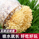 大禹平菇蘑菇種植包菌包家庭食用菌種子玉米芯菌棒菌菇自家種批發(fā) 金針菇蘑菇種植菌包1個(gè)約2斤