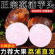 稀壤正宗廣西荔浦芋頭農(nóng)家現(xiàn)挖香芋大個粉糯紫藤毛芋新鮮蔬菜生鮮火鍋 凈重5斤6-8個