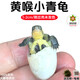 萌龜飼家 安徽皖南小青頭龜苗北種龜 小青苗 黃金龜 水龜寵物觀賞龜活體 1-2厘米新出殼【未發(fā)色】 1只母龜