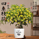 臨雅四季桂花盆栽樹(shù)苗新中式盆景矮樁辦公室綠植物愛(ài)與自然盆源頭直發(fā)