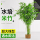 臨雅水培植物米竹盆栽辦公室內(nèi)水養(yǎng)綠植盆景好養(yǎng)活60-70cm*1源頭直發(fā)