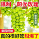 京興果晴王香印葡萄引進品種香印青提無籽翡翠葡萄新鮮水果中秋送禮禮盒 【2.5斤大果】嘗鮮裝