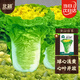 北蔬 白菜種子苗夏秋季雞蛋黃色娃娃菜山東菜種籽 黃心白菜種子4500粒