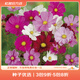 虹越萌吖吖花卉種子 春夏播花園庭院菊花類花種 波斯菊 矮桿混色