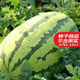 壽禾 西農(nóng)八號(hào)西瓜種子特大甜南方春季硒砂瓜籽種巨型8號(hào)正宗石頭瓜 壽禾西農(nóng)八號(hào)西瓜種子30粒大果型