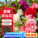 花沃里重瓣鳳仙花種子5g 花卉種子家庭盆栽驅(qū)蛇花土辦公庭院蛇滅門草籽