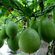 2025廣西新鮮現(xiàn)摘木鱉果農(nóng)家種植木鱉瓜漏苓子甜葫蘆天堂果 發(fā)3斤 新鮮青果發(fā)貨 1斤（青果）