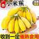 粵迎廣西小米蕉【青蕉發(fā)貨收到需催熟】芭蕉香產(chǎn)地直發(fā)甜粉糯現(xiàn)摘現(xiàn)發(fā) 5斤精選裝【軟糯香甜】凈4.5斤
