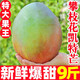 久雅優(yōu)鮮四川攀枝花凱特芒當(dāng)應(yīng)季新鮮水果超甜芒果水果應(yīng)季現(xiàn)摘時(shí)令生鮮 4.5-5斤（單果300g+）