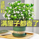 重瓣茉莉花盆栽帶芽苞濃香型室內綠植花卉驅蚊蟲(chóng)開(kāi)花四季好養包活 濃香茉莉花【驅蚊蟲(chóng)】大盆【可開(kāi)66朵花】+肥料