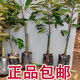榴蓮樹(shù)果苗金枕貓山王黑刺榴蓮大苗南方種植正品矮化榴蓮嫁接苗 金枕榴蓮苗 4年嫁接苗