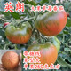 菜研草莓番茄種子嘎啦果綠肩綠腚西紅柿種籽丹東鐵皮柿子番茄苗子英朗 英朗大果草莓番茄種子1000粒