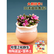 燦陽(yáng)【三八節】多肉植物盆栽大顆好養栽好發(fā)貨辦公玉露桃蛋花盆仙人球 034+吹雪之松群 含盆