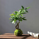 新型造型發(fā)財樹盆栽盆景奇趣獨特室內(nèi)植物室內(nèi)辦公室好養(yǎng)植物 奇趣雙桿發(fā)財樹苔蘚球+塑料底座