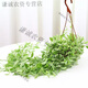 澳顏萊花卉金邊翡翠情人淚小吊蘭長(cháng)藤垂吊綠植陽(yáng)臺室內垂吊植物 金邊翡翠 長(cháng)51cm以上 肥+掛鉤