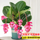 寄春JICHUN荷蘭進(jìn)口寶蓮燈花盆栽帶花苞辦公室內圓葉高檔名貴花卉綠植 圓葉寶蓮燈(手工加侖盆)帶4個(gè)花苞發(fā)貨