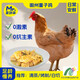 蛋鮮森 徽州童子雞3只裝共5.4斤 生鮮禽類 整雞凈膛 源頭直發(fā)包郵