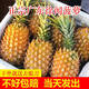 廣東徐聞香水菠蘿水果當(dāng)季菠蘿新鮮鳳梨湛江香脆小菠蘿帶箱包郵 帶箱9斤裝