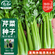 壽禾 大芹菜種子苗西芹實(shí)芹秋季蔬菜籽 桔西亞大芹菜種子10g約1.2萬粒
