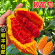 顏曼箐賴葡萄水果苦瓜小癩瓜金鈴子賴瓜四j季蔬菜順豐空運 1斤 4-5個  甄選大果 順豐空運 現(xiàn)摘現(xiàn)發(fā) 順豐空運到家