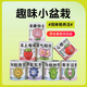 雙盟神奇種植罐頭教師節(jié)網(wǎng)紅同款盆栽兒童綠植創(chuàng)意植物送老師感恩盆栽