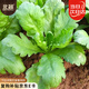 北蔬 大葉茼蒿種子虎耳茼蒿皇帝菜蔬菜種籽 大葉茼蒿種子15g約6700粒